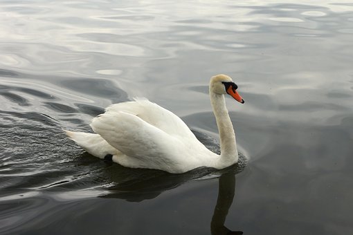 Free Swan Bird photo and picture