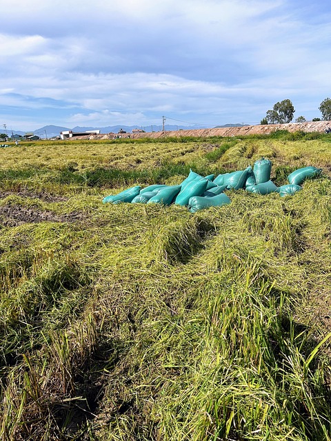 Free Paddy Field photo and picture