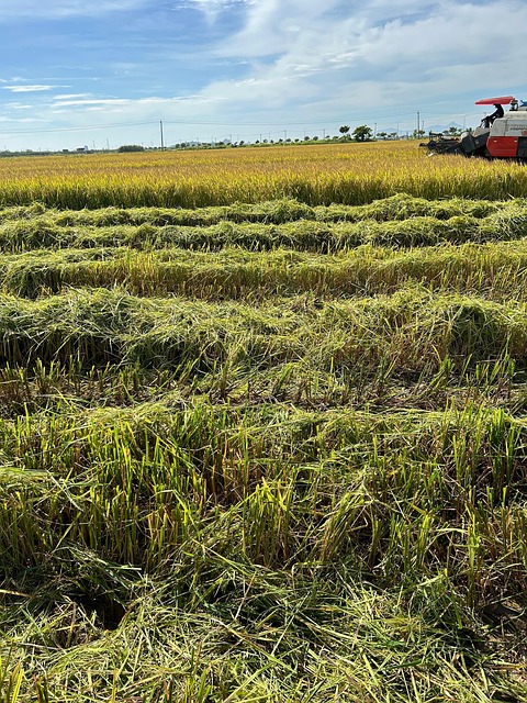 Free Paddy Field photo and picture