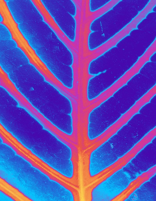 Free Leaf Framework photo and picture