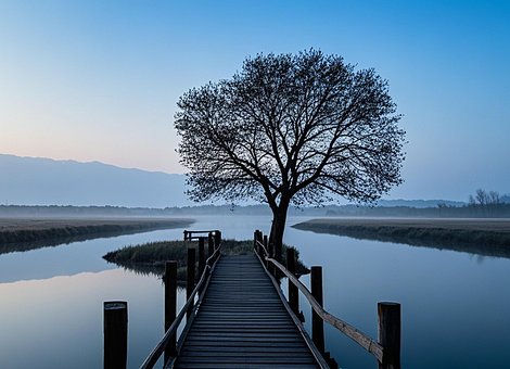 Free Dock Tree photo and picture