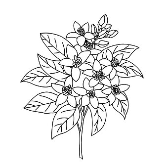 Free Flower Bloom vector and picture