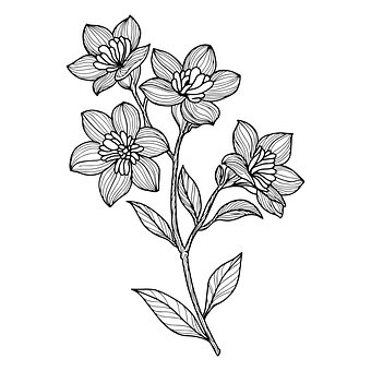 Free Flower Bloom vector and picture