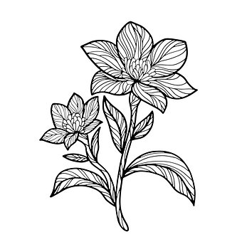 Free Flower Bloom vector and picture
