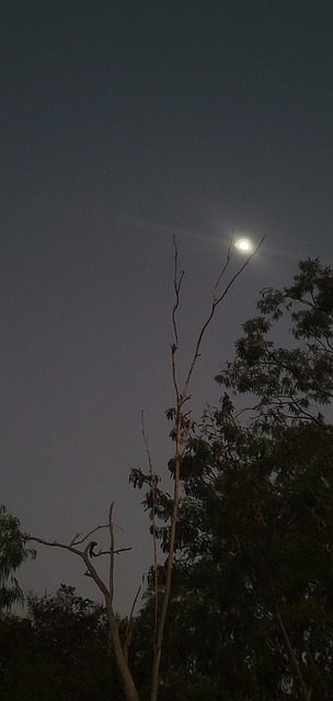 Otoño, Árbol, Naturaleza, Luna, Noche