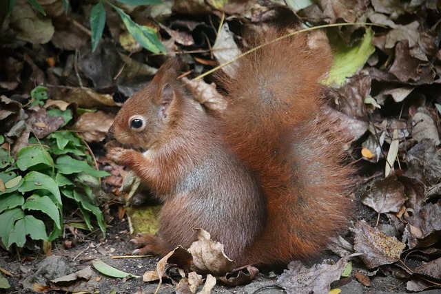 Free Squirrel Mammal photo and picture