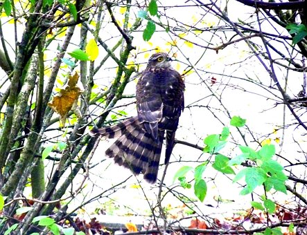 Free Bird Animal photo and picture