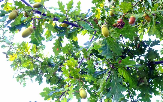 Free Leaves Acorns photo and picture