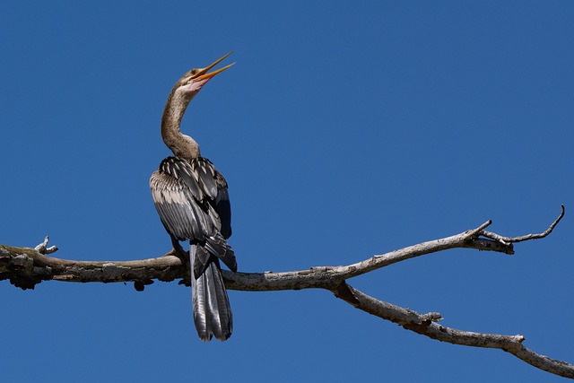 Bird Darter Animal - Free photo on Pixabay