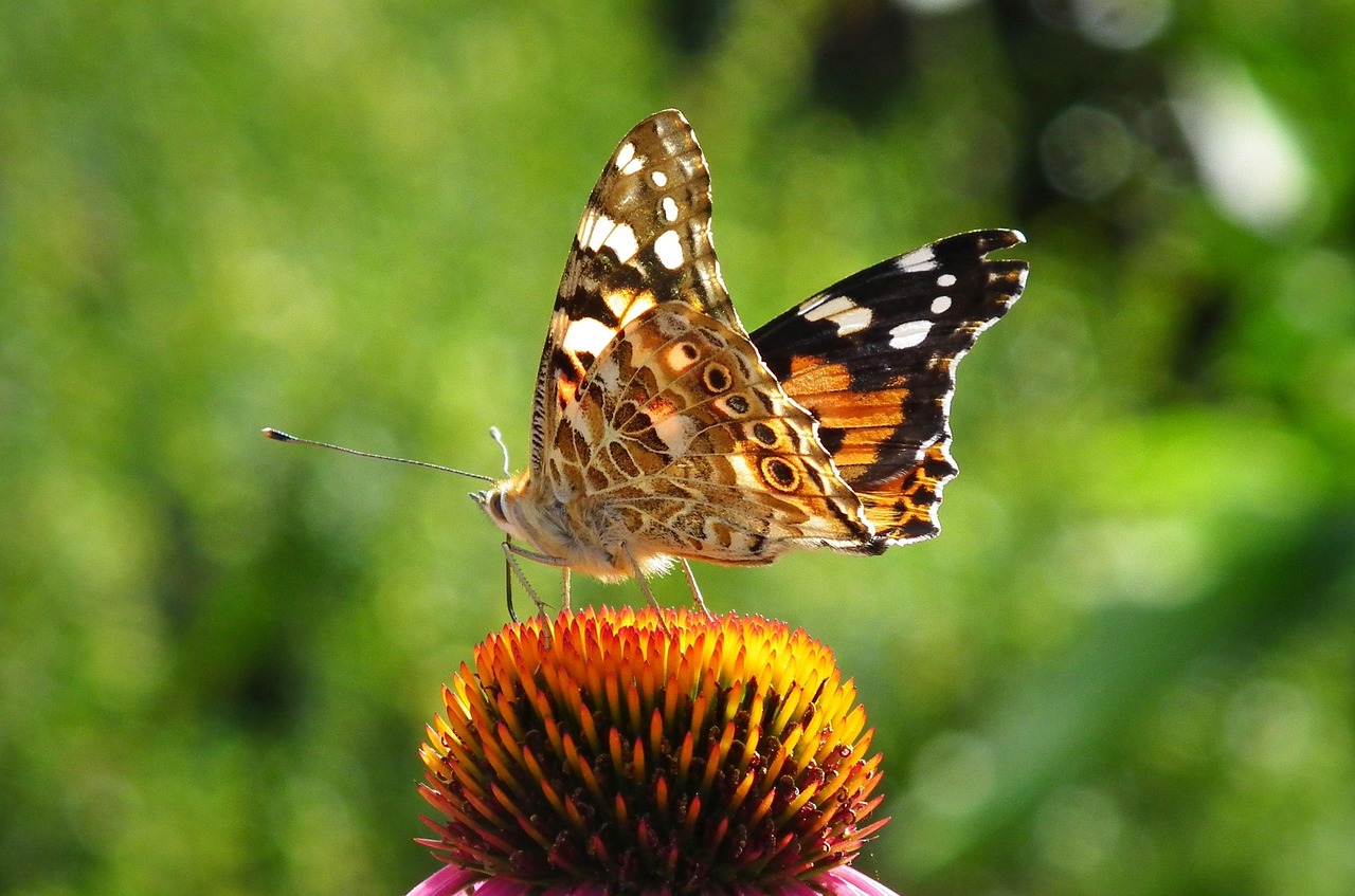 Butterfly Insects Colorful - Free photo on Pixabay