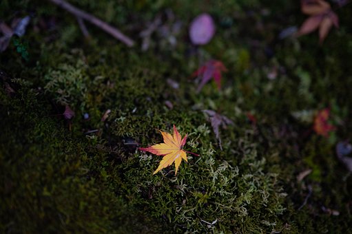 Free Autumnal Leaves Autumn photo and picture