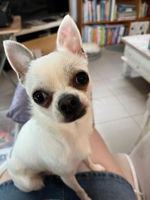 Chihuahua, Hund, Hündchen, Haustier