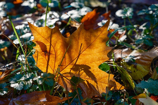 Free Leaf Nature photo and picture