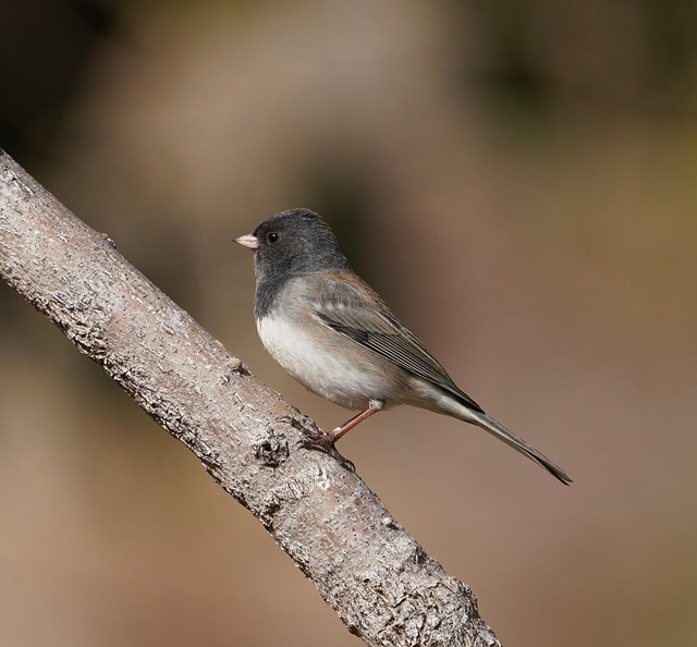 Pták, Tmavooký Junco, Junco, Vrabec
