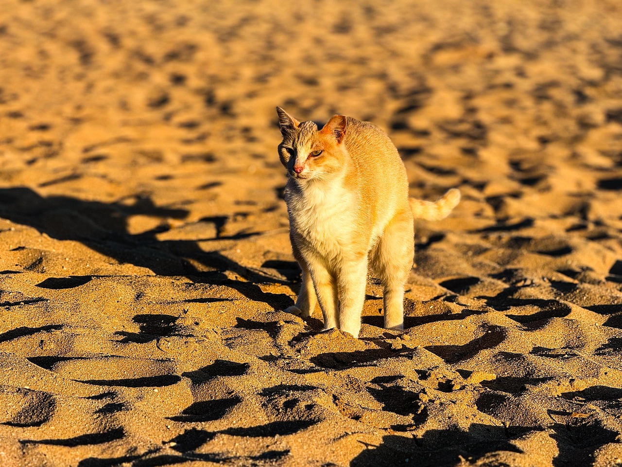 Beach Color Cat Beach Cat Sand - Free photo on Pixabay