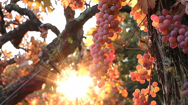 Free Grapes Fruit illustration and picture