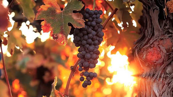 Free Grapes Fruit illustration and picture