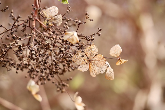 Free Hydrangea Faded photo and picture