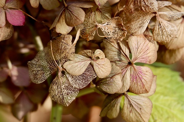 Free Hydrangea Faded photo and picture
