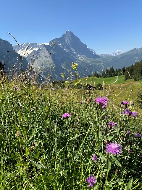 Bergen, Grindelwald, Eiger, Zwitserland