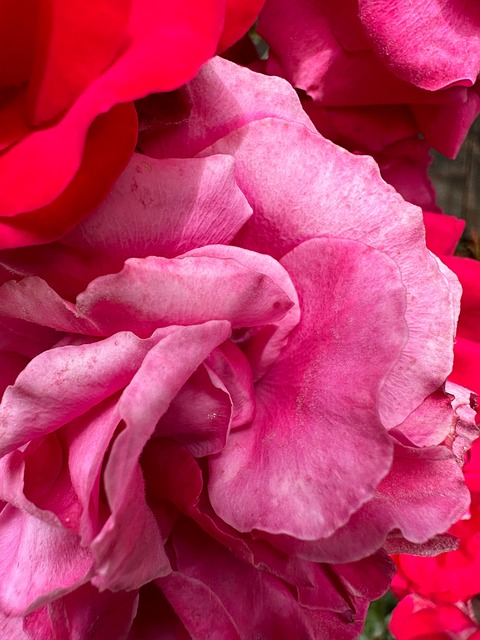 Plant, Bloem, Bloesem, Hasliberg