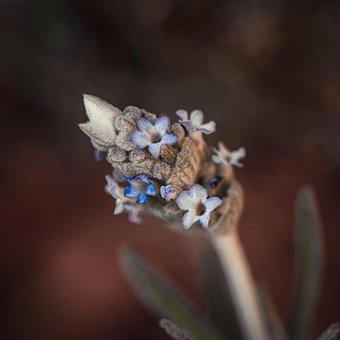 Lavendel, Små Bogstaver, Blomster