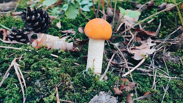 Free Food Forest photo and picture