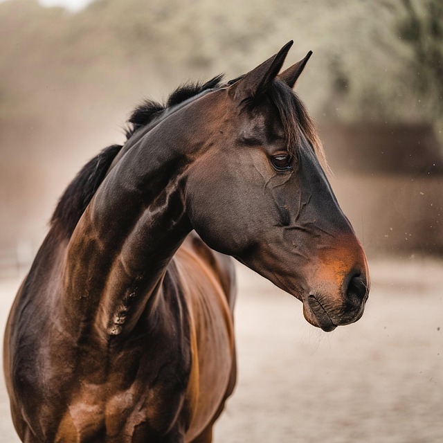 Free Horse Nature photo and picture