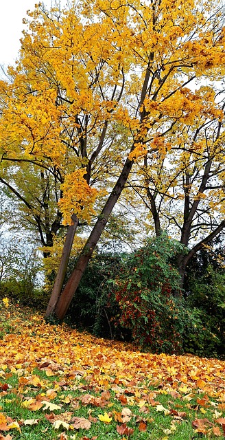 Free Fall Nature photo and picture
