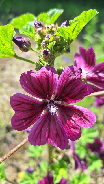 Free Blossom Bloom photo and picture