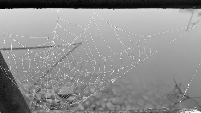 Free Spider Web Artwork photo and picture