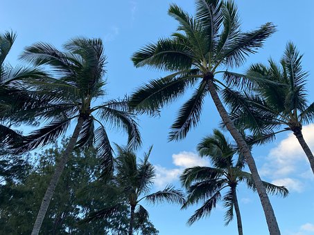 Free Hawaii Palms photo and picture
