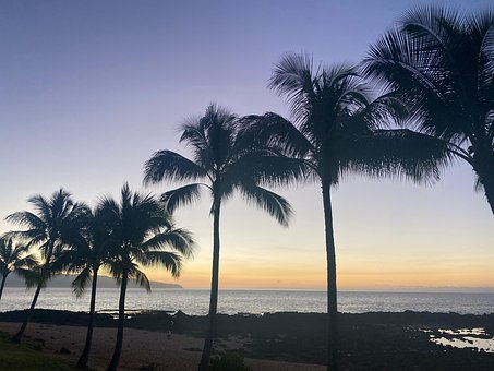Free Hawaii Palms photo and picture