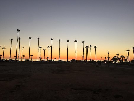 Free Oceanside Palmtrees photo and picture