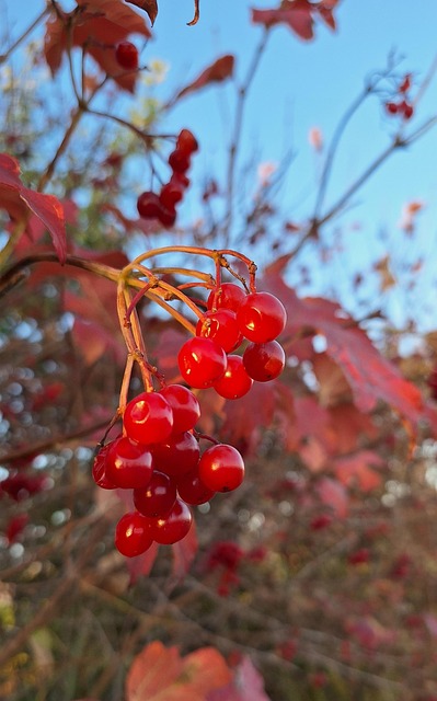 Free Fall Berry photo and picture