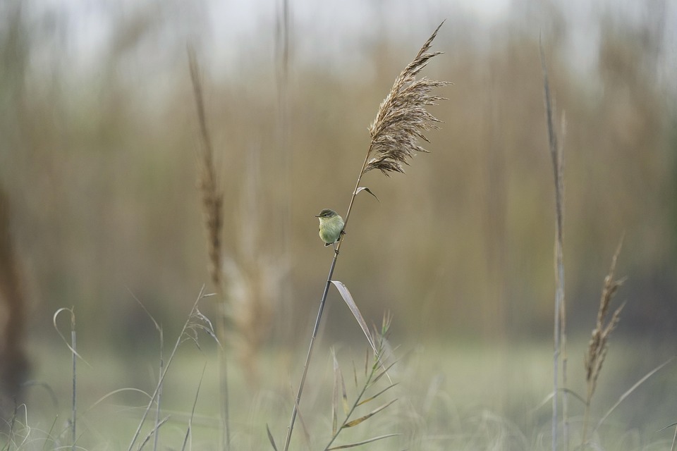 Bird Rass Bird Nature Grass - Free photo on Pixabay