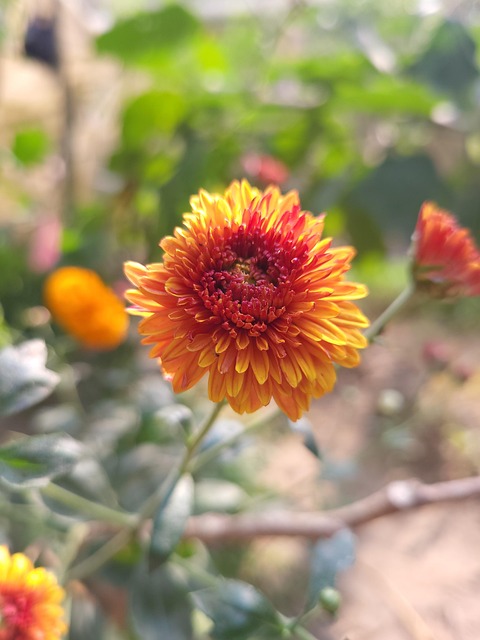 Free Chrysanthemum Nature photo and picture