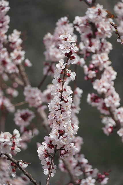 Free Pink Flowers photo and picture