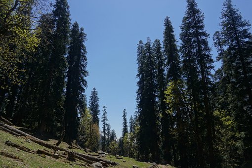 Free Tree Nature photo and picture