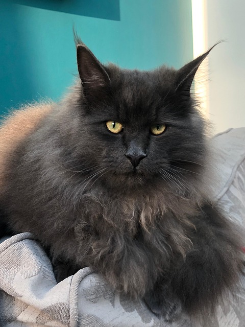 Maine Coon, Kat, Huisdier, Bond, Kitty