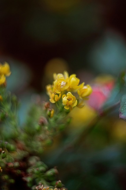 Bloemen, Natuur, De Lente, Flora, Macro