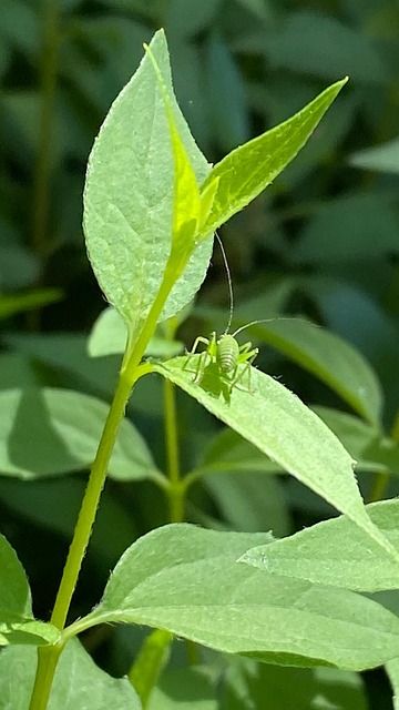Tolva De La Hierba, Verde, Insecto