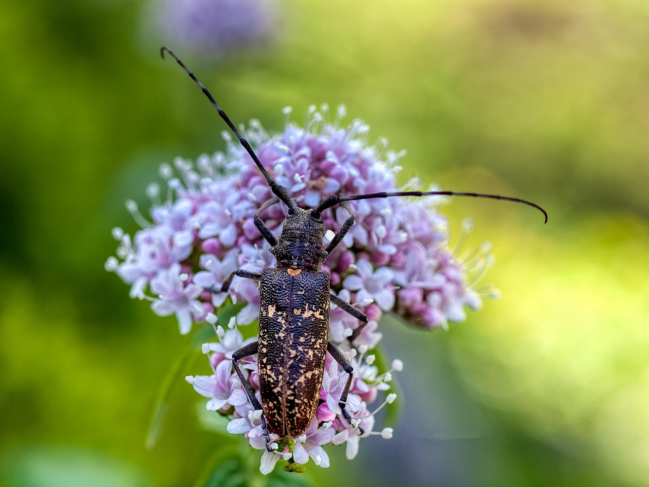 Monochamus Sutor - free online jigsaw puzzle photo