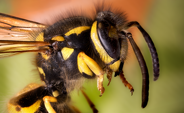 Free yellowjacket wasp insect illustration
