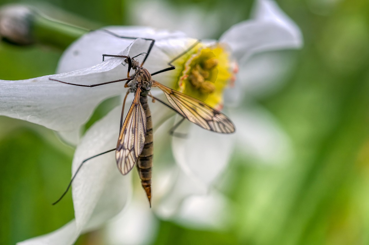 Cranefly Flower Insect - Free photo on Pixabay
