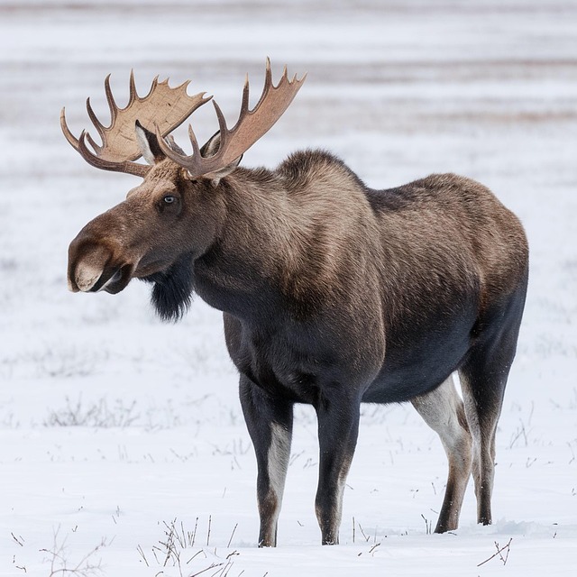 Page 3 - 700+ Free Moose & Nature Images - Pixabay