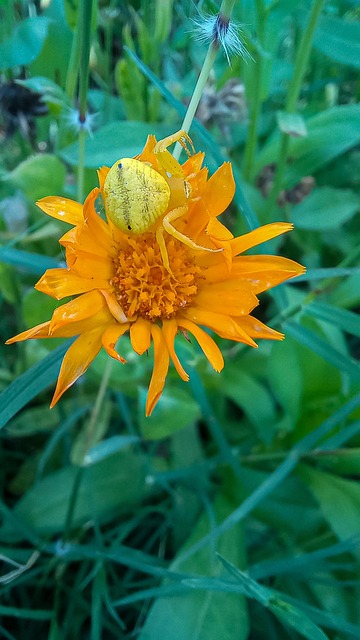 Free Spider Nature photo and picture
