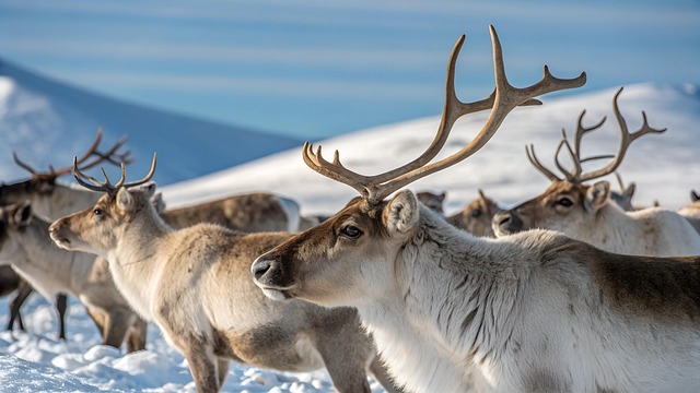 Hjort, Flok, Vinter, Sne, Dyr, Natur