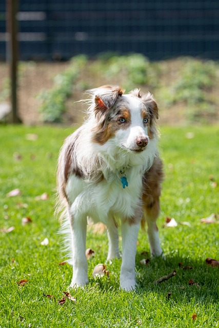 Fondos De Pantalla 3840x2400 Perro Border Collie Animalia Descargar