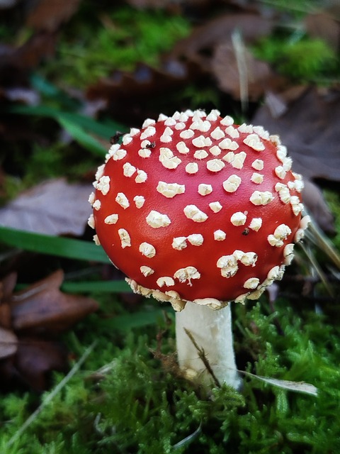Free Mushroom Red photo and picture